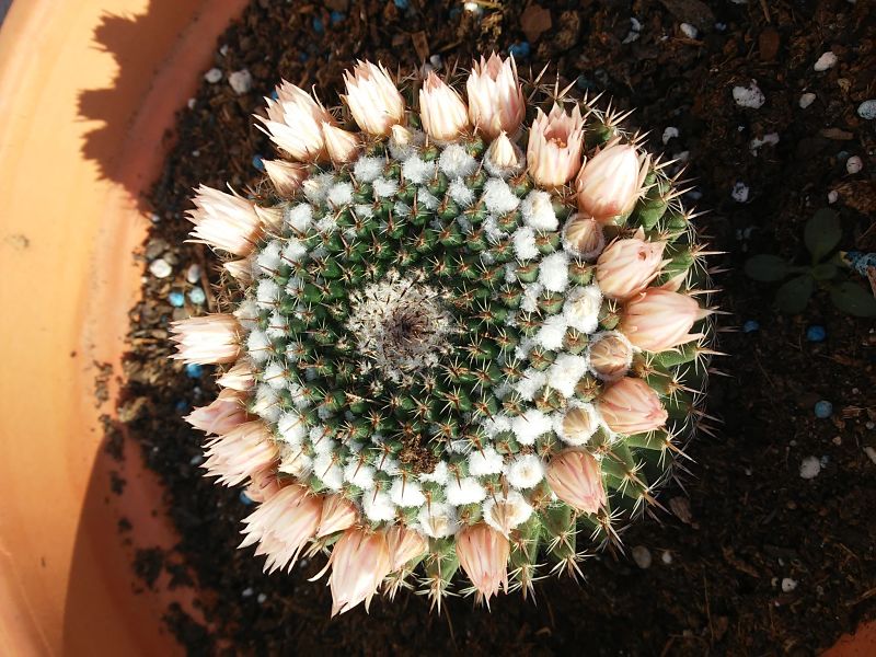 Mammillaria formosa ssp. chionocephala 