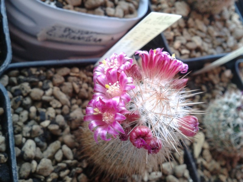 Mammillaria meyranii 