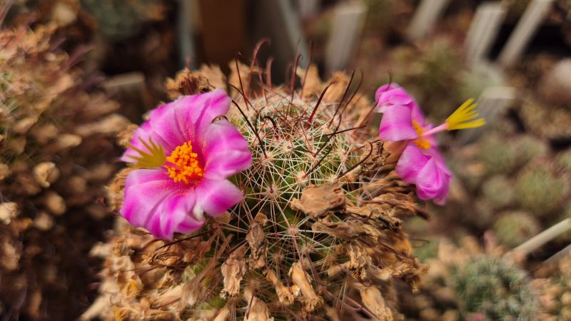 mammillaria grahamii