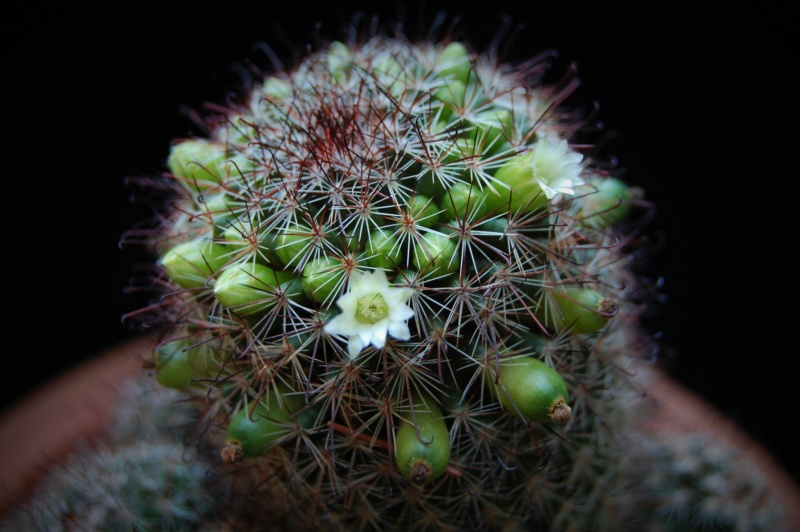 mammillaria duoformis f. tenango del valle