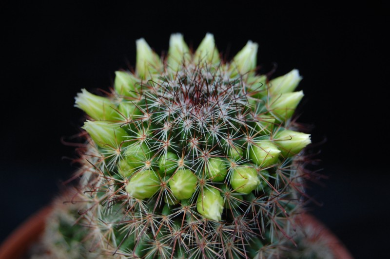 Mammillaria duoformis f. tenango del valle 