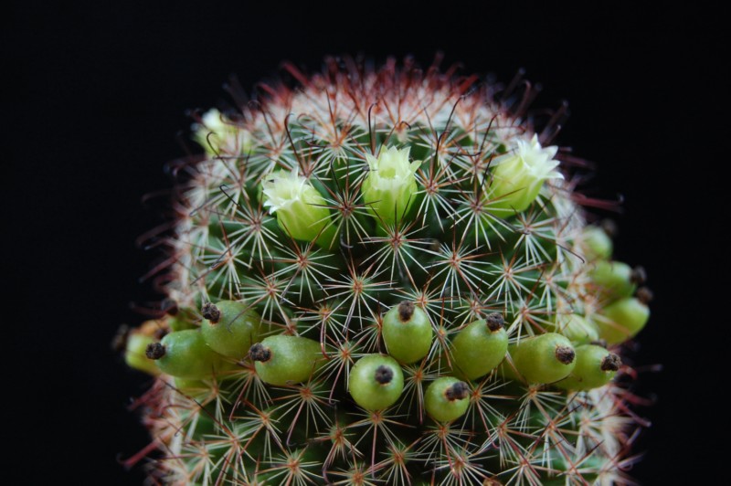 Mammillaria duoformis f. tenango del valle 