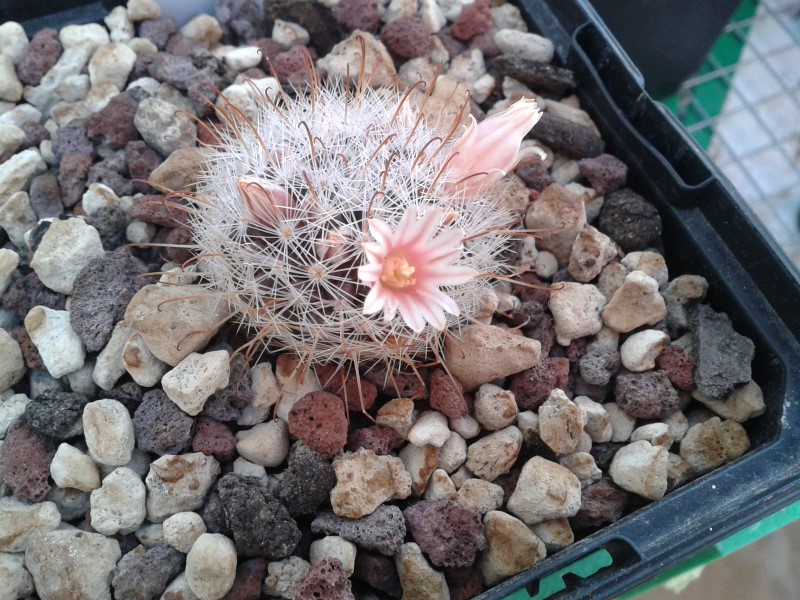 Mammillaria chica 