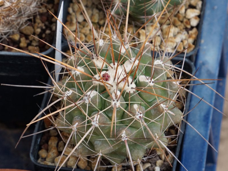 Thelocactus tulensis 