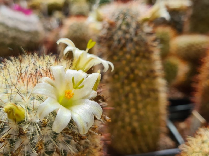 Mammillaria neopalmeri Lau 007