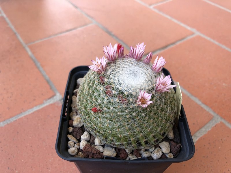 Mammillaria lenta 