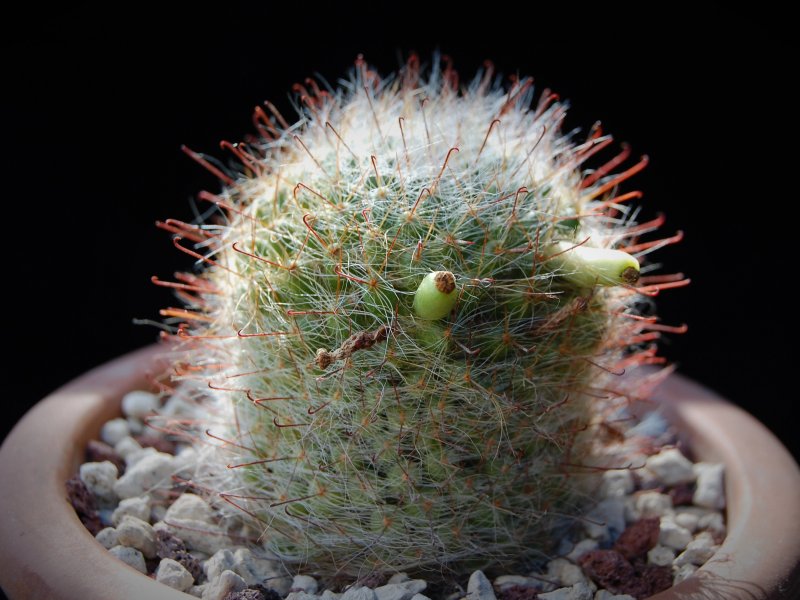 Mammillaria kunzeana 