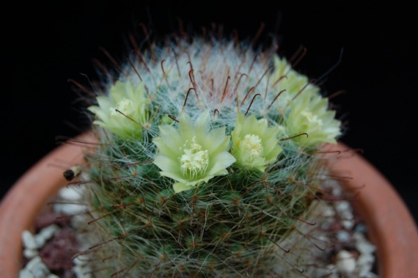 Mammillaria kunzeana 