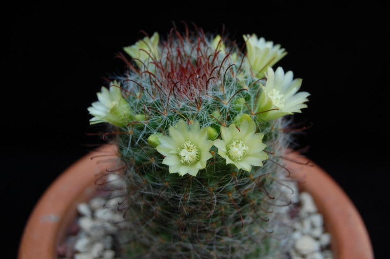 Mammillaria kunzeana 