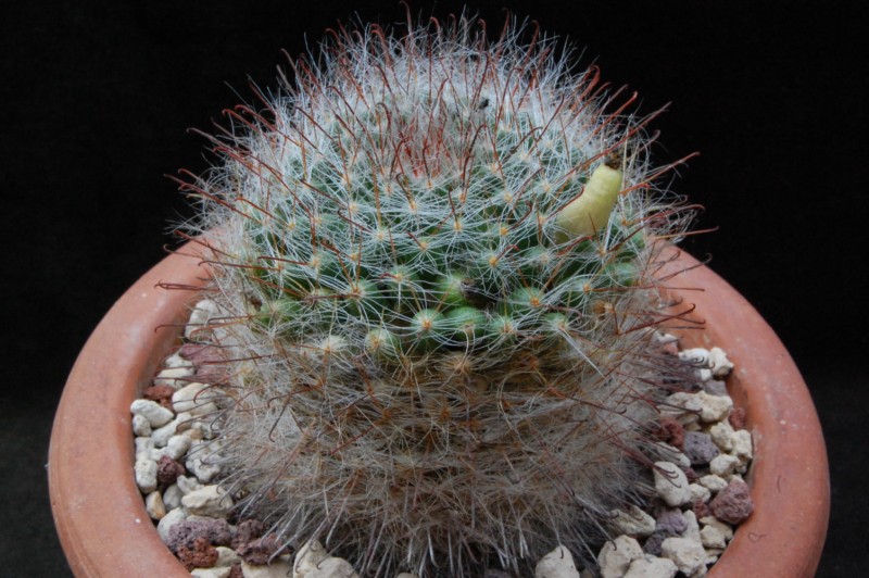 Mammillaria kunzeana 