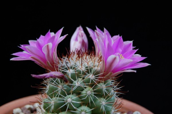 Mammillaria schumannii 