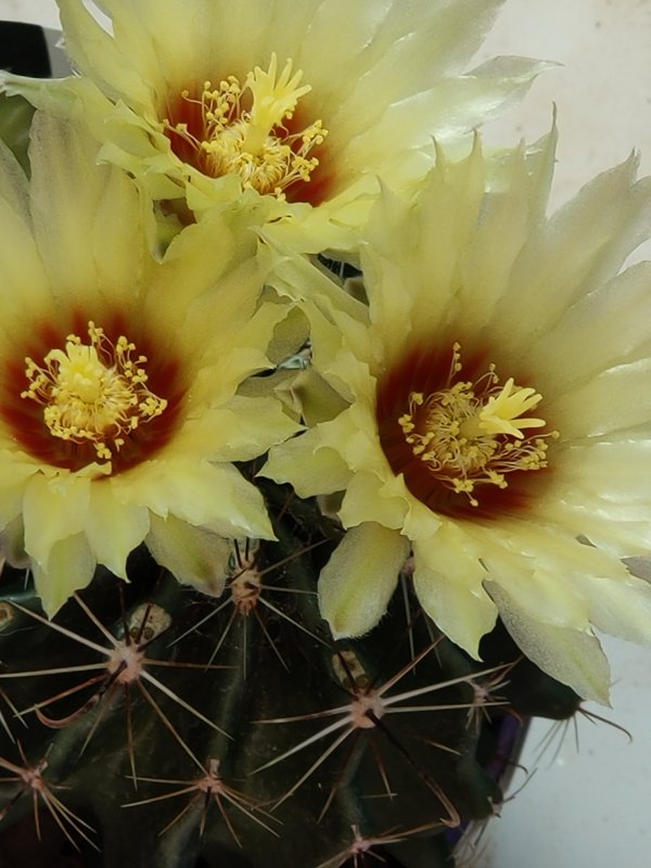 Thelocactus setispinus 