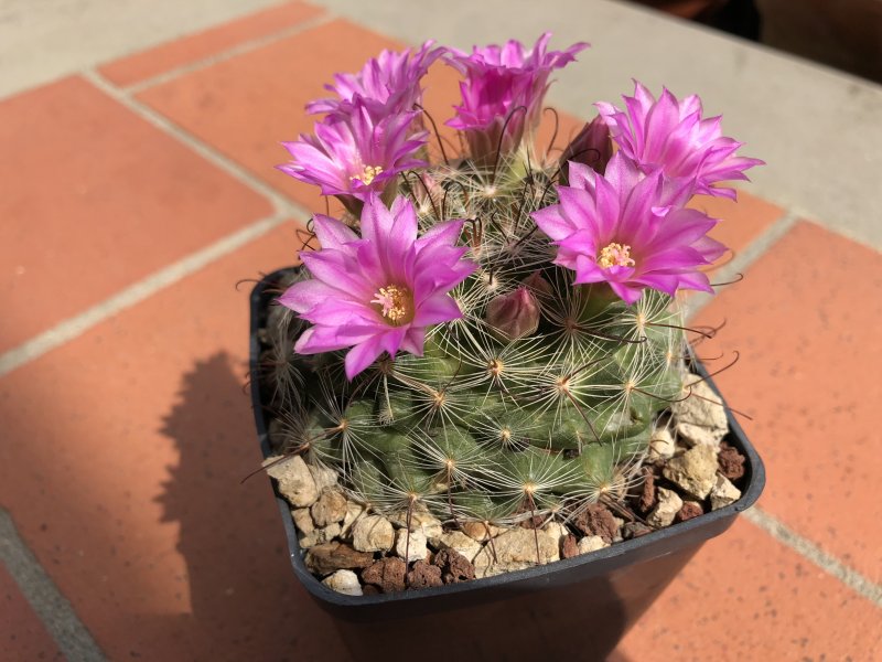 Mammillaria stampferi 