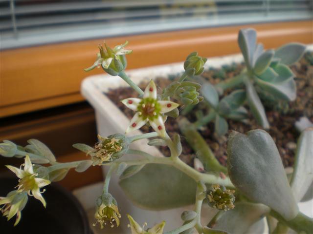 Graptopetalum paraguayense 