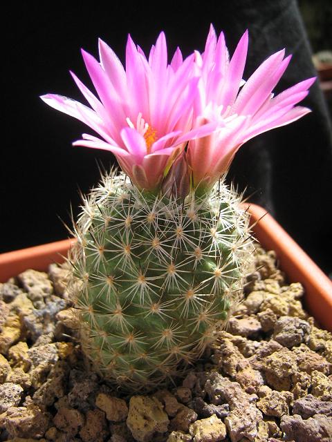 Turbinicarpus beguinii 