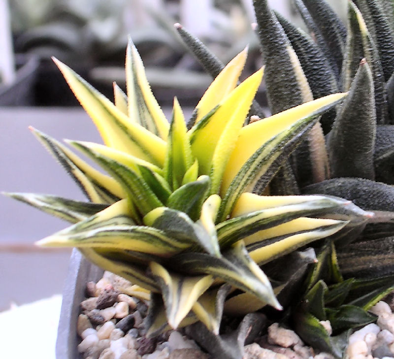 haworthia viscosa v. torquata f. variegata