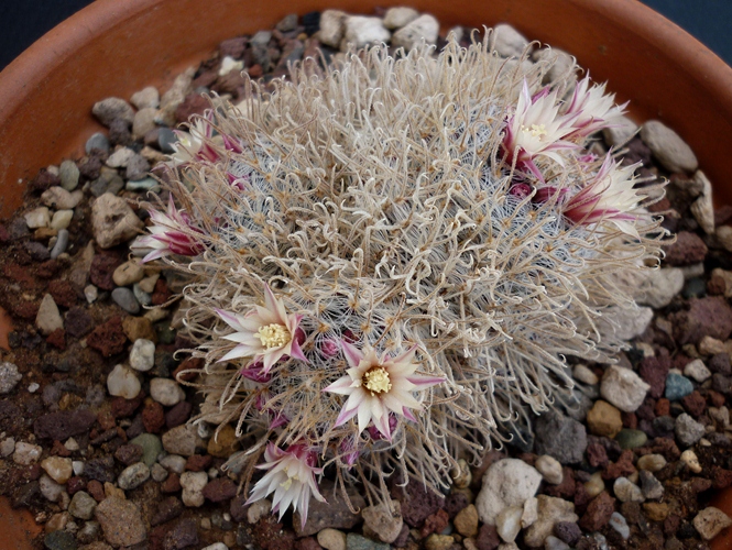 Mammillaria nana ssp. duwei 