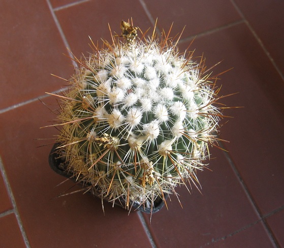 Echinofossulocactus vaupelianus 