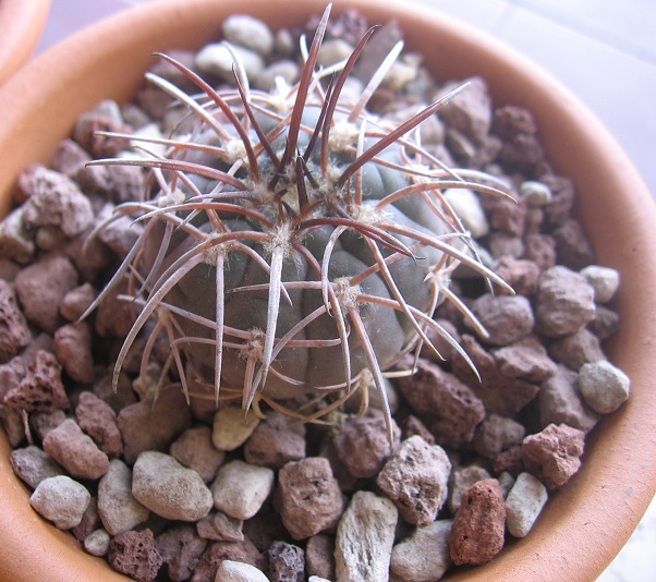 Gymnocalycium spegazzinii 