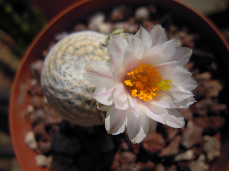 Mammillaria herrerae v. albiflora 