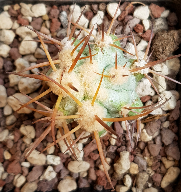 Copiapoa solaris JA 274