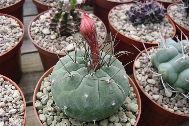 Matucana madisoniorum 