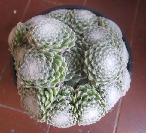 Sempervivum arachnoideum 