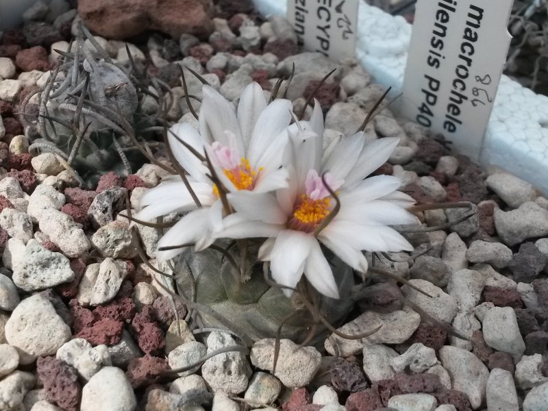 Turbinicarpus macrochele ssp. frailensis PP 402