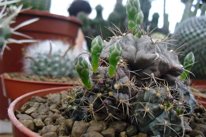 Gymnocalycium proliferum 