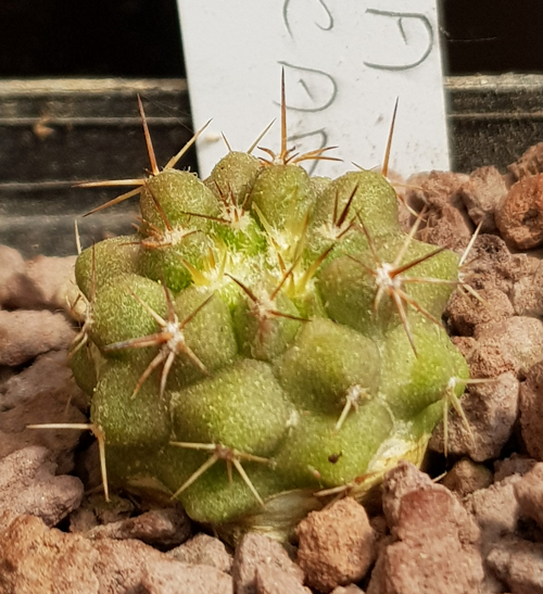 Copiapoa decorticans 