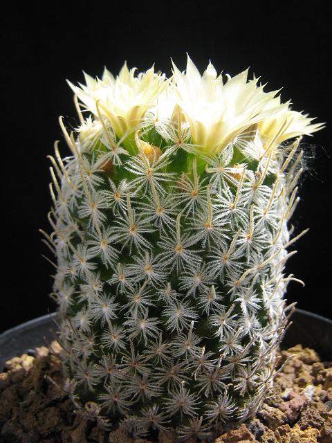 Mammillaria duwei 