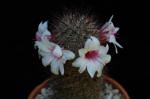 Mammillaria fraileana 