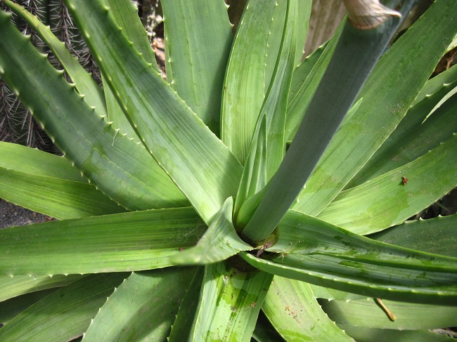 Aloe vera x arborescens 