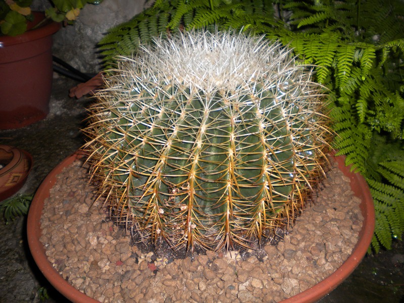 Echinocactus grusonii v. albispinus 