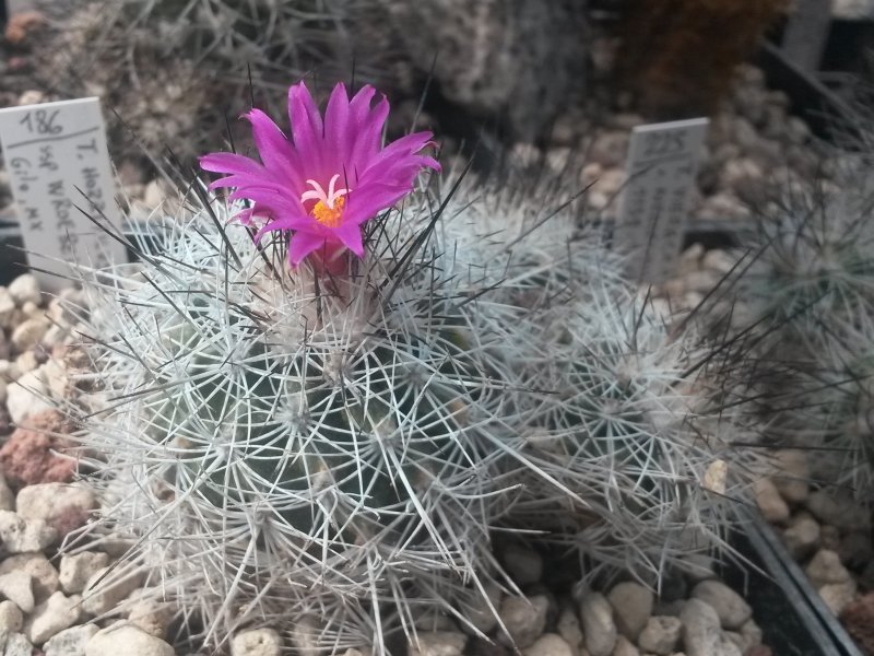 Turbinicarpus horripilus ssp. wrobelianus 