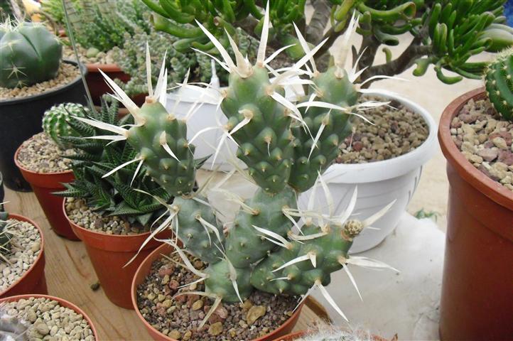 Tephrocactus articulatus v. papyracanthus 