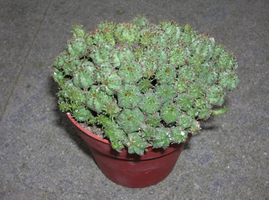 Euphorbia submammillaris 