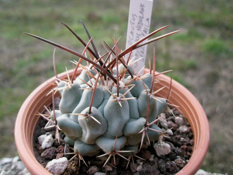 Thelocactus rinconensis v. nidulans 