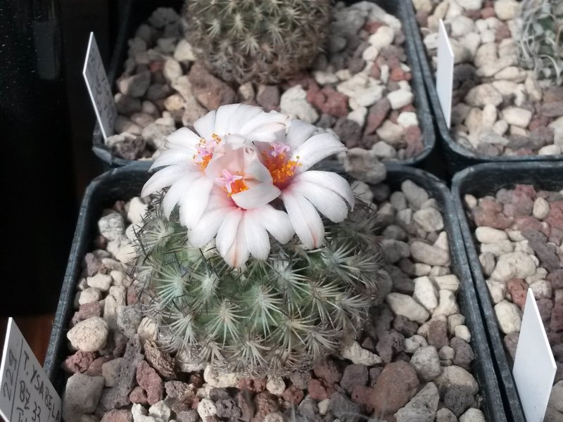 Turbinicarpus ysabelae BZ 33