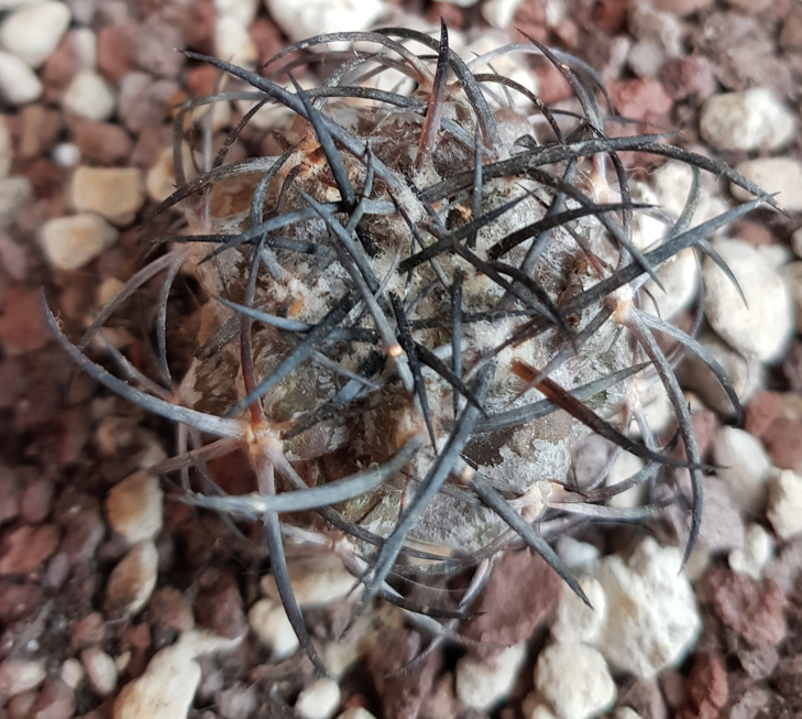 Copiapoa griseoviolacea JA 203