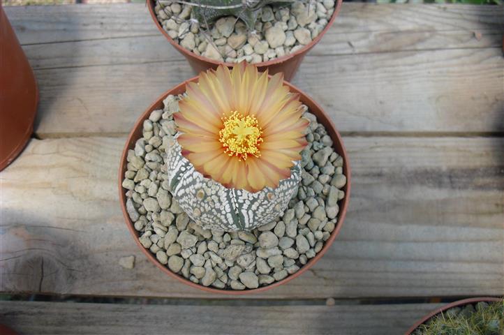 Astrophytum asterias cv. super kabuto 