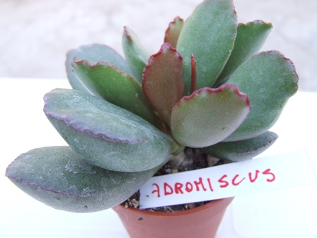 Adromiscus ? 