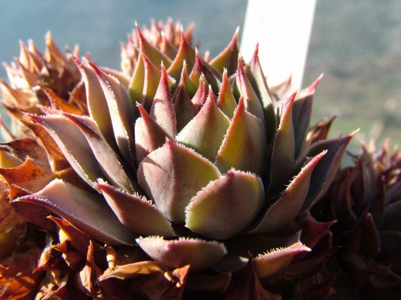 Sempervivum cv. 'Blue Boy' 