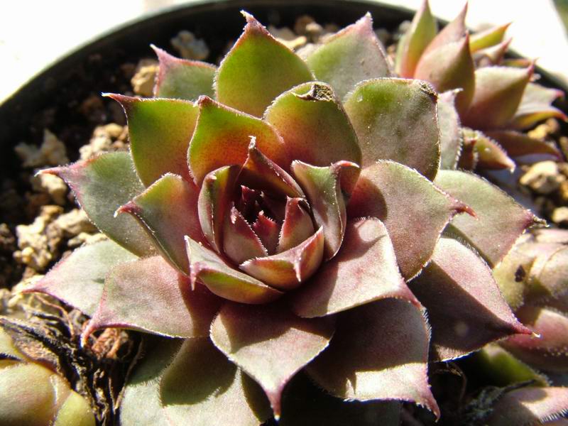 Sempervivum cv. 'blue boy' 