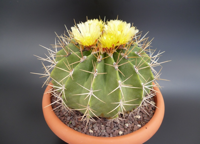 Ferocactus schwarzii 