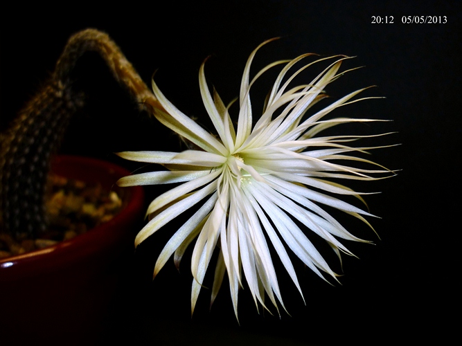 Setiechinopsis mirabilis 