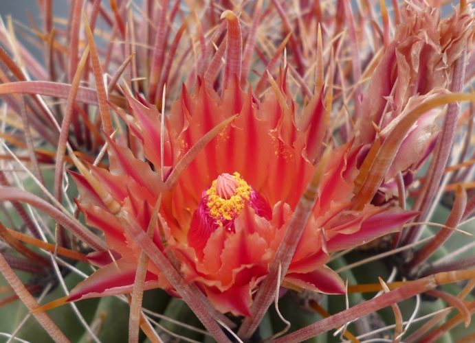 Ferocactus gracilis 