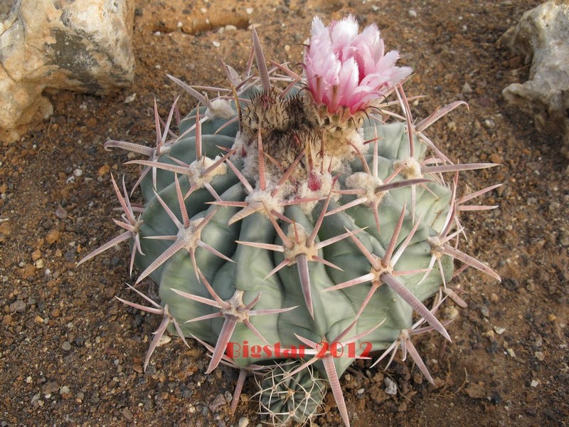 Echinocactus texensis 