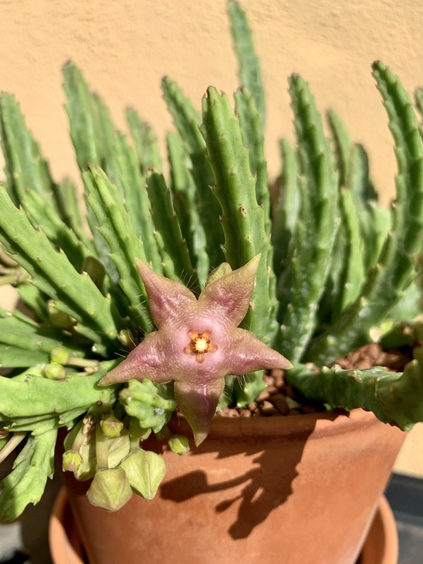 stapelia divaricata