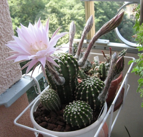 Echinopsis multiplex 